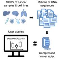 Transipedia : project for sequences large-scale exploration and its application in cancer